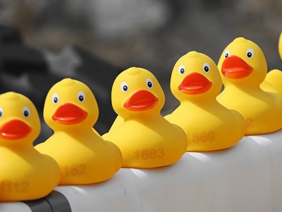 Entenrennen-pixabay-duck-meet-4127701_600